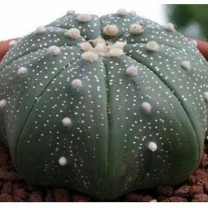 15 Sand Dollar Cactus Seeds - Seed World