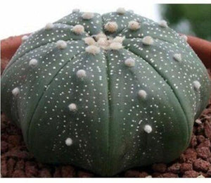 15 Sand Dollar Cactus Seeds - Seed World