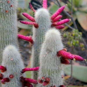15 Silver Torch Cactus (Cleistocactus Strausii) Seeds - Seed World