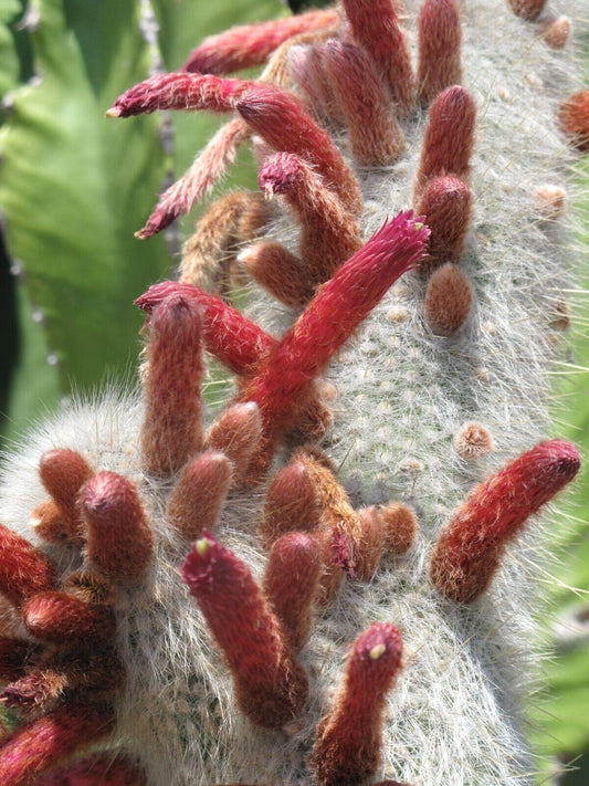 15 Silver Torch Cactus (Cleistocactus Strausii) Seeds - Seed World
