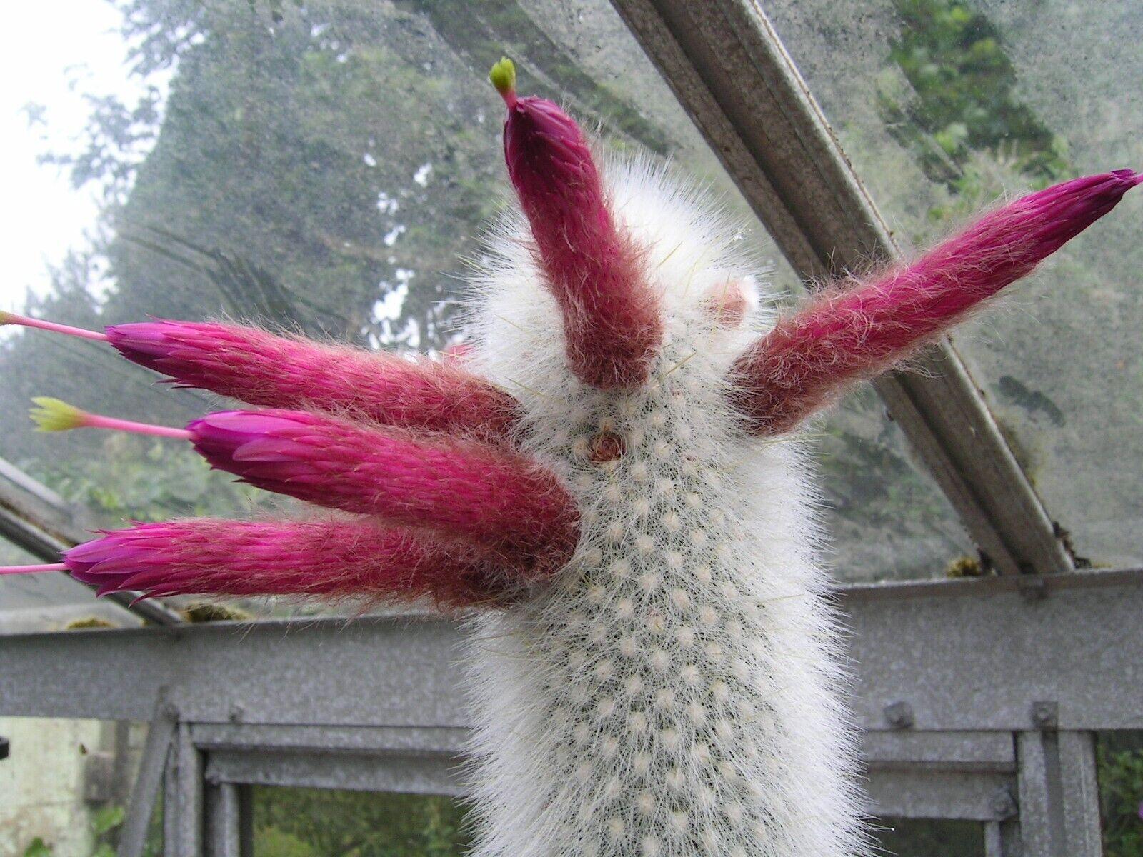 15 Silver Torch Cactus (Cleistocactus Strausii) Seeds - Seed World