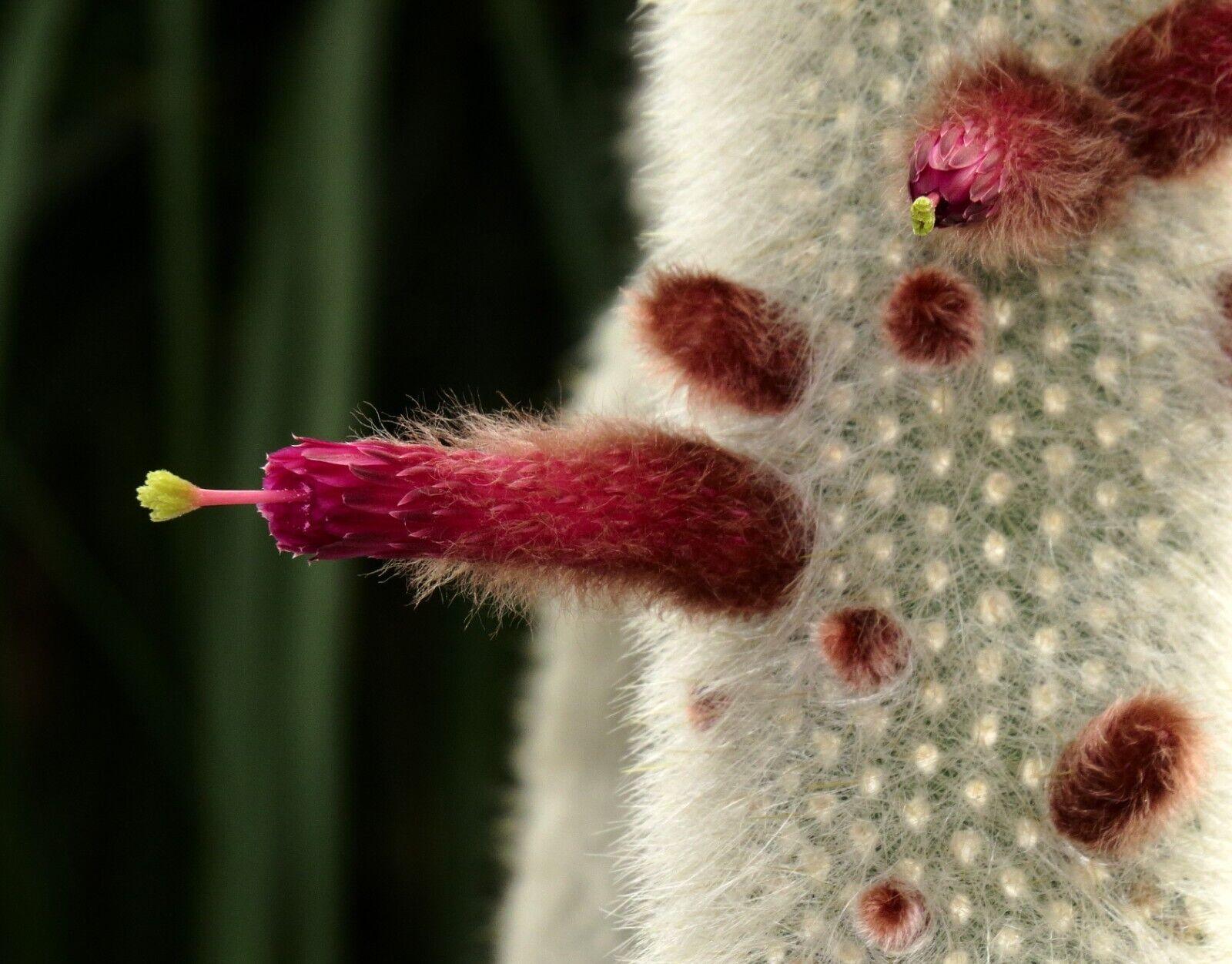 15 Silver Torch Cactus (Cleistocactus Strausii) Seeds - Seed World
