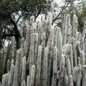 15 Silver Torch Cactus (Cleistocactus Strausii) Seeds - Seed World