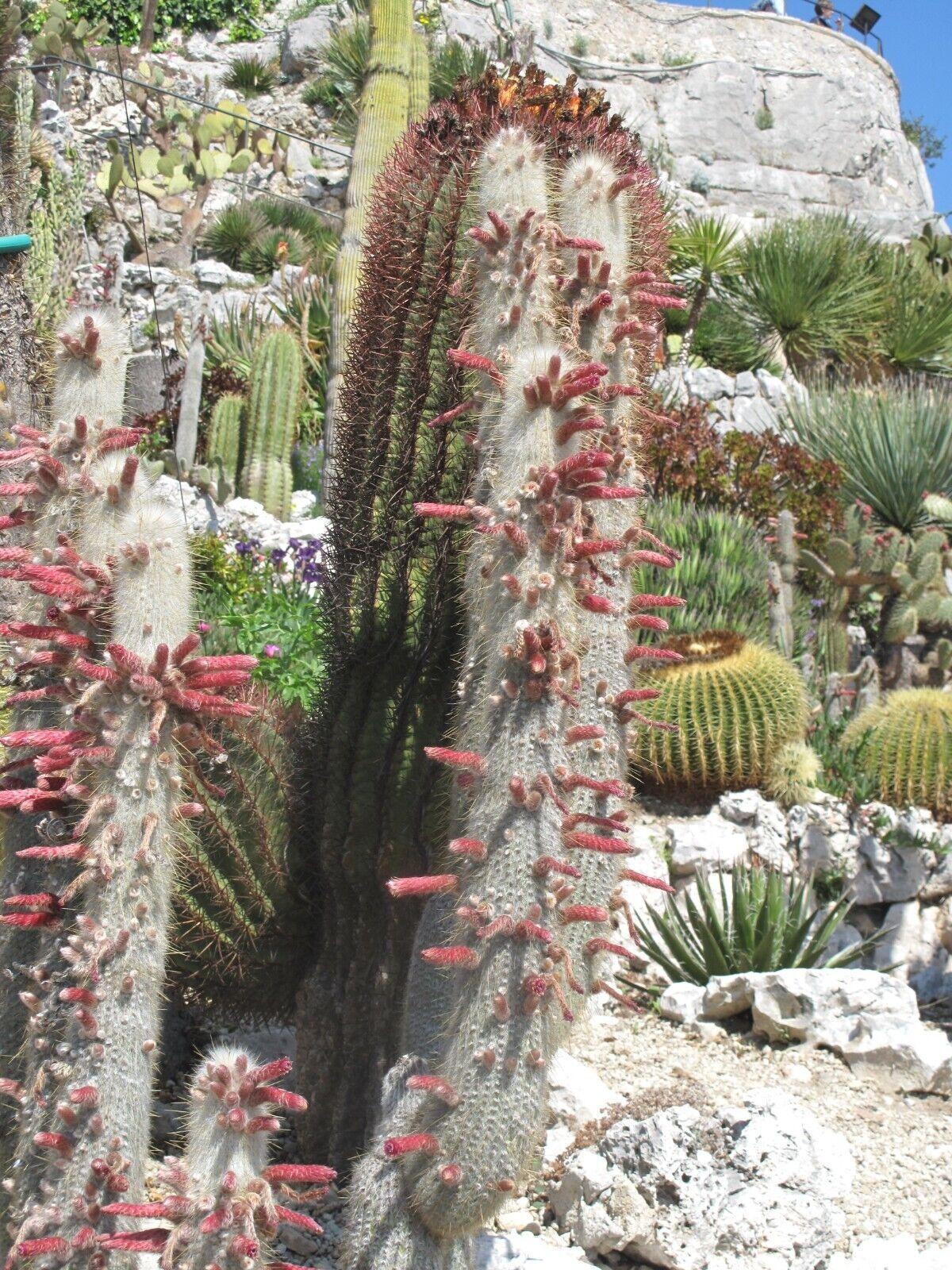 15 Silver Torch Cactus (Cleistocactus Strausii) Seeds - Seed World