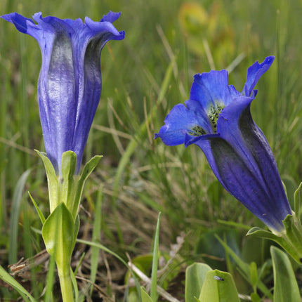 15 Stemless Gentian | Gentiana Acaulis Seeds - Seed World