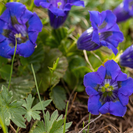 15 Stemless Gentian | Gentiana Acaulis Seeds - Seed World