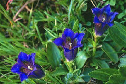 15 Stemless Gentian | Gentiana Acaulis Seeds - Seed World