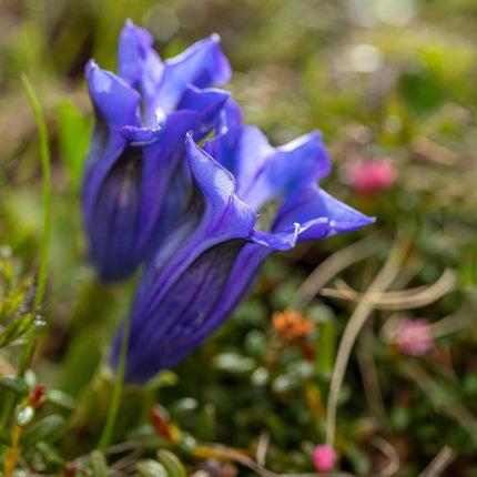 15 Stemless Gentian | Gentiana Acaulis Seeds - Seed World