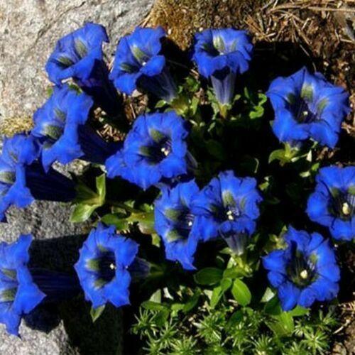 15 Stemless Gentian | Gentiana Acaulis Seeds - Seed World