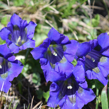 15 Stemless Gentian | Gentiana Acaulis Seeds - Seed World