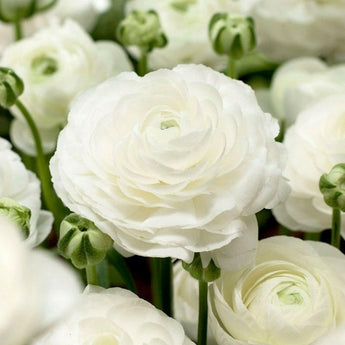 15 White Persian Buttercup - Ranunculus Seeds - Seed World