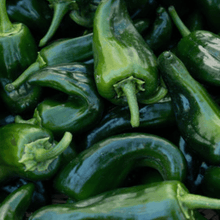 150 Ancho Poblano Grande Pepper Seeds - Seed World
