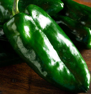 150 Ancho Poblano Grande Pepper Seeds - Seed World