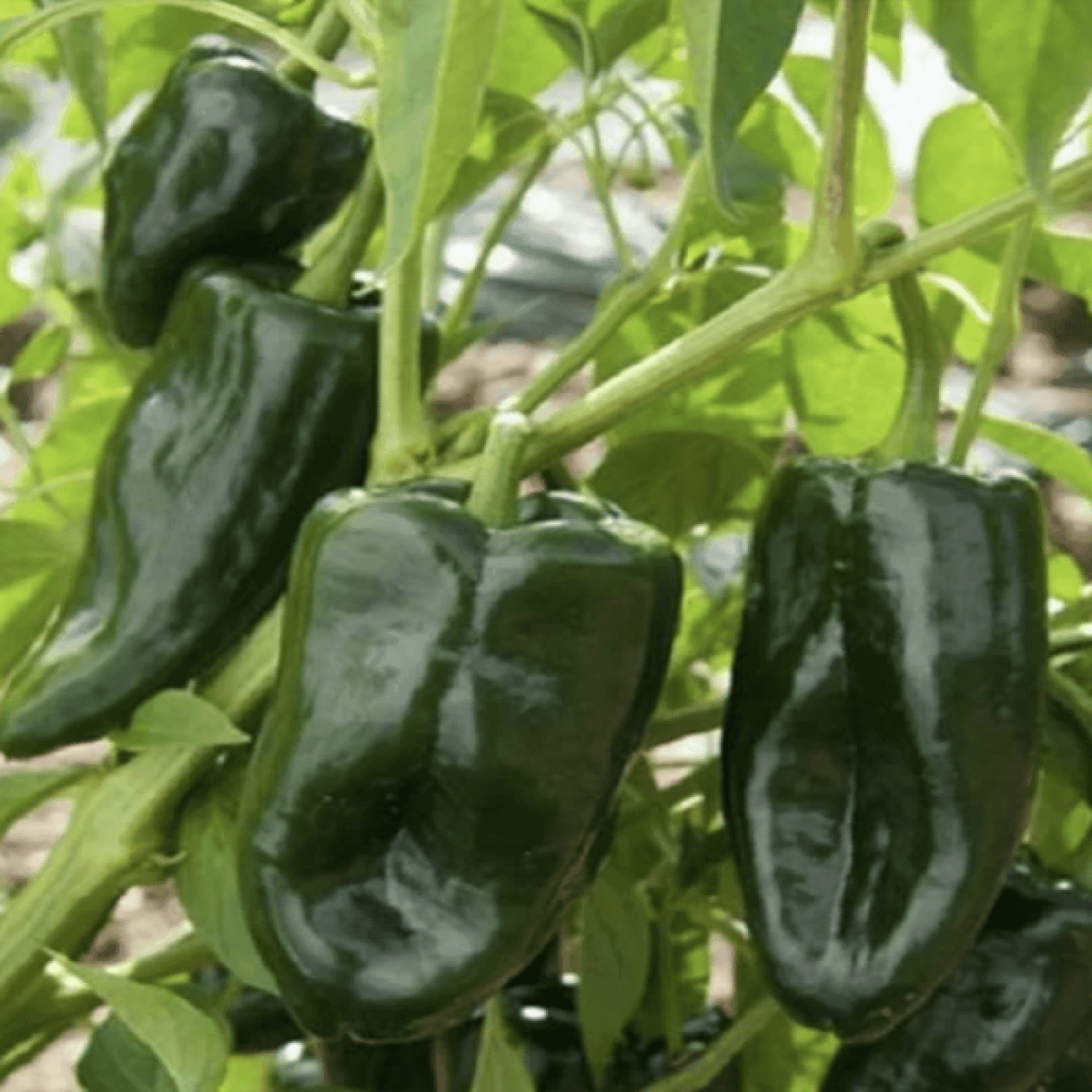 150 Ancho Poblano Grande Pepper Seeds - Seed World