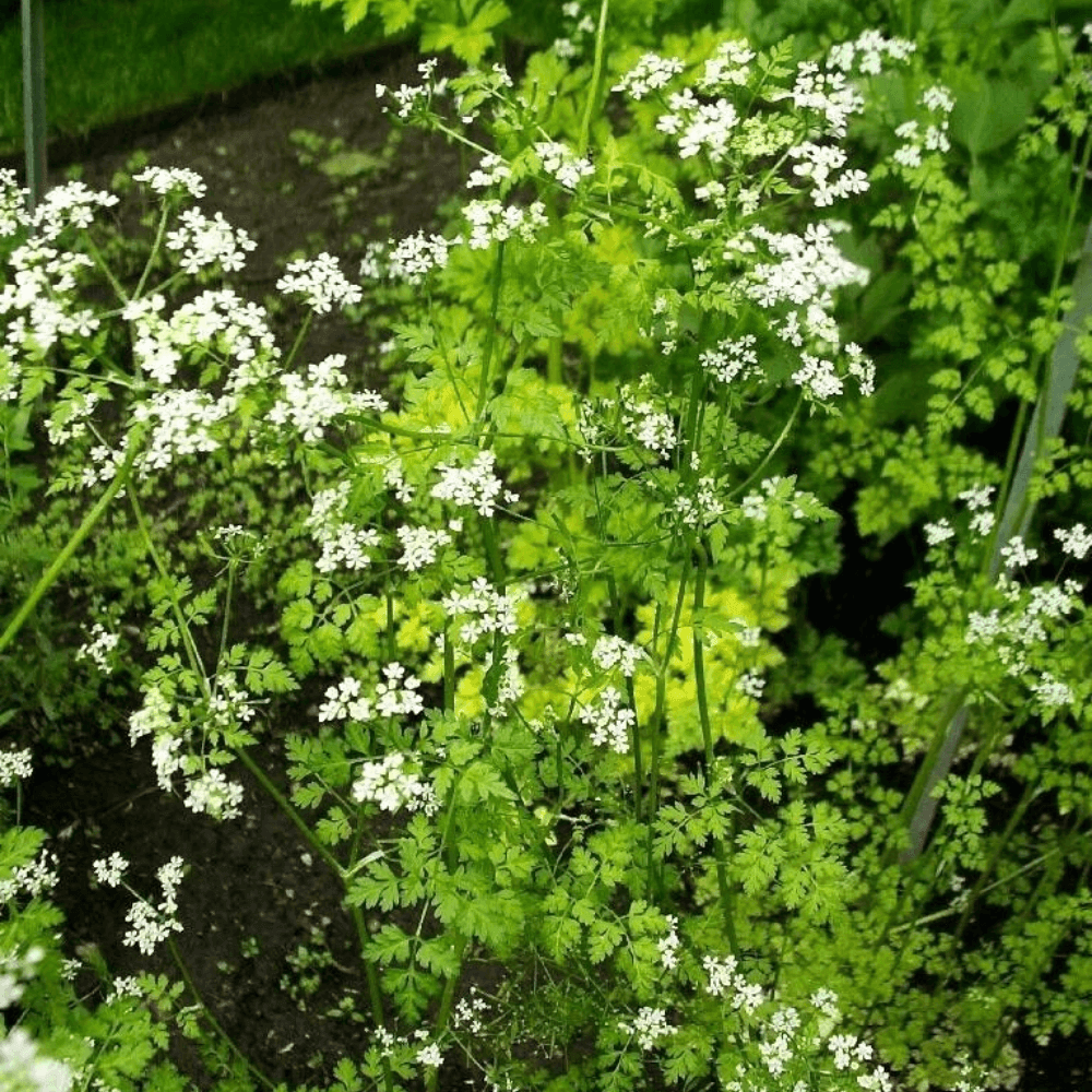 150 Chervil Gourmet Parsley Anthriscus Herb Flower Seeds - Seed World