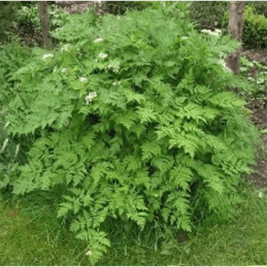 150 Chervil Gourmet Parsley Anthriscus Herb Flower Seeds - Seed World