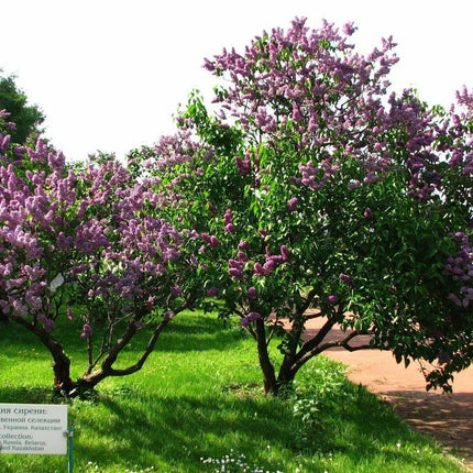 150 Common Lilac Tree Seeds - Seed World