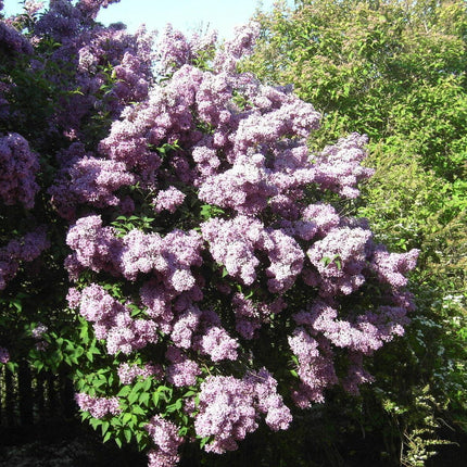 150 Common Lilac Tree Seeds - Seed World