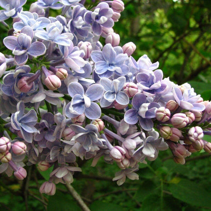 150 Common Lilac Tree Seeds - Seed World
