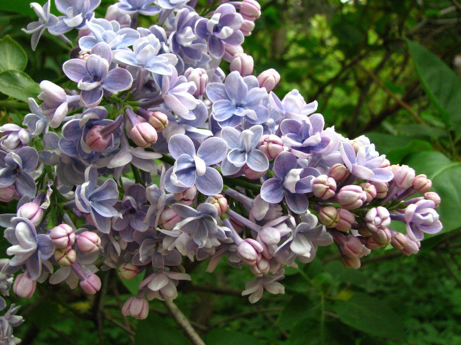 150 Common Lilac Tree Seeds - Seed World