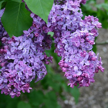 150 Common Lilac Tree Seeds - Seed World