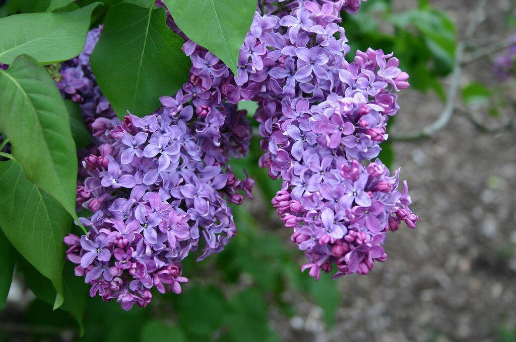 150 Common Lilac Tree Seeds - Seed World