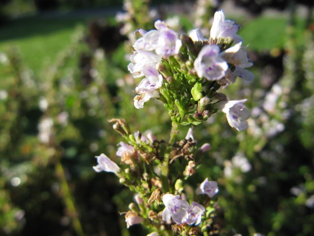 150 Creeping Winter Savory Seeds - Seed World