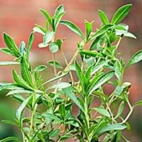 150 Creeping Winter Savory Seeds - Seed World