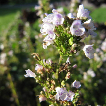 150 Creeping Winter Savory Seeds - Seed World
