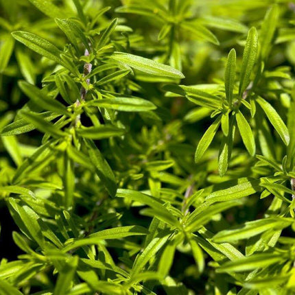 150 Creeping Winter Savory Seeds - Seed World