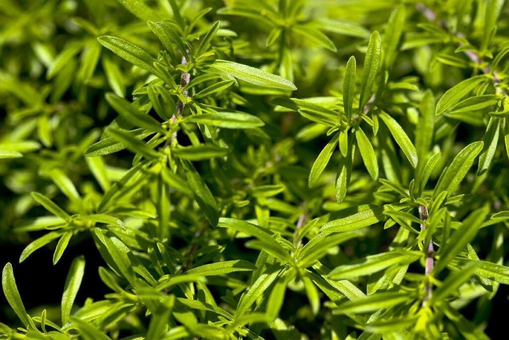 150 Creeping Winter Savory Seeds - Seed World