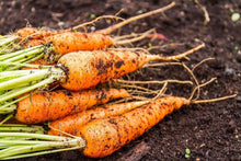 150 Little Finger Carrot Seeds | Heirloom | Non-GMO - Seed World