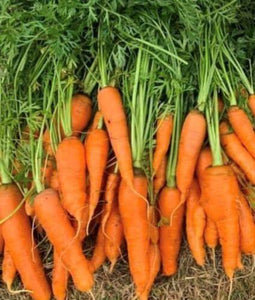 150 Little Finger Carrot Seeds | Heirloom | Non-GMO - Seed World