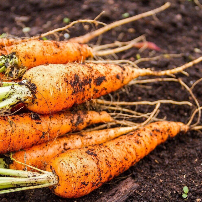 150 Little Finger Carrot Seeds | Heirloom | Non-GMO - Seed World