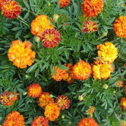 150 Marigold - French "Sparky Mix" Seeds - Seed World