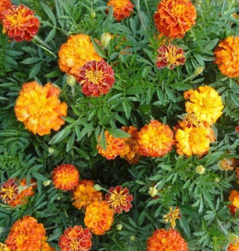 150 Marigold - French "Sparky Mix" Seeds - Seed World