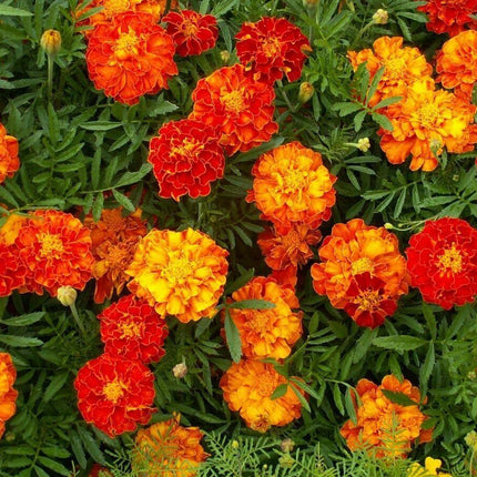 150 Marigold - French "Sparky Mix" Seeds - Seed World
