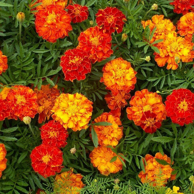 150 Marigold - French "Sparky Mix" Seeds - Seed World