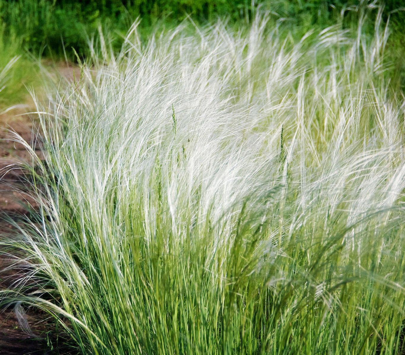 150 Mexican Feather Grass Seeds - Seed World