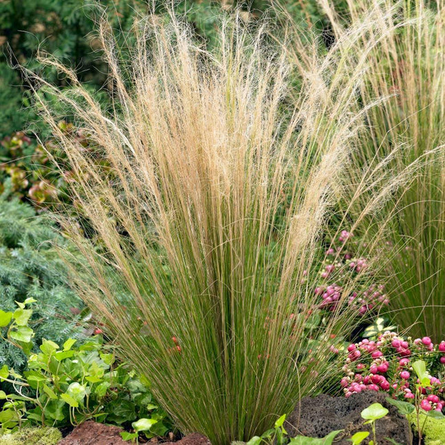 150 Mexican Feather Grass Seeds – Stipa tenuissima - Seed World