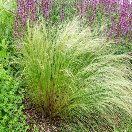 150 Mexican Feather Grass Seeds – Stipa tenuissima - Seed World