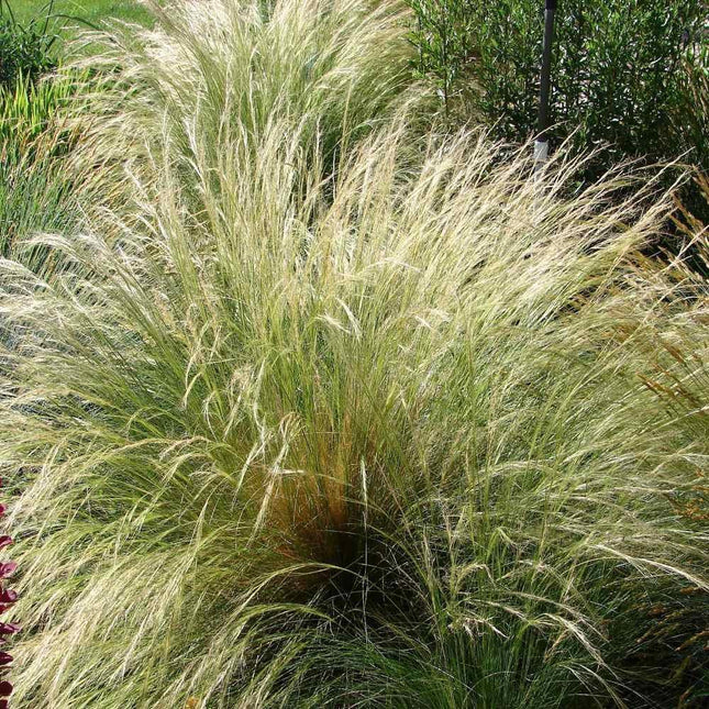 150 Mexican Feather Grass Seeds – Stipa tenuissima - Seed World