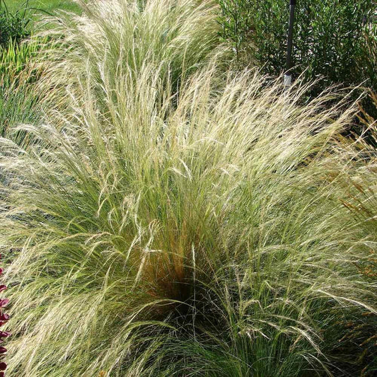150 Mexican Feather Grass Seeds – Stipa tenuissima - Seed World