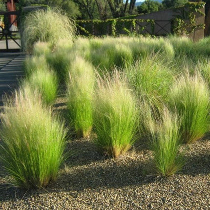150 Mexican Feather Grass Seeds – Stipa tenuissima - Seed World