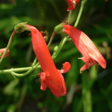 150 Red Firecracker Penstemon Seeds - Seed World