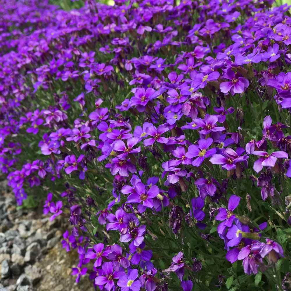 150 Rock Cress - Aubrieta - Cascade Purple Seeds - Seed World