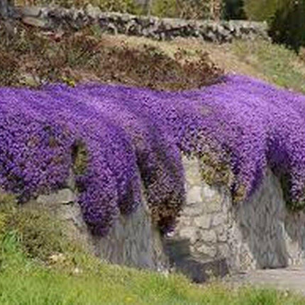 150 Rock Cress - Aubrieta - Cascade Purple Seeds - Seed World
