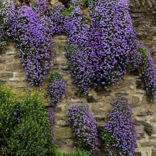 150 Rock Cress - Aubrieta - Cascade Purple Seeds - Seed World