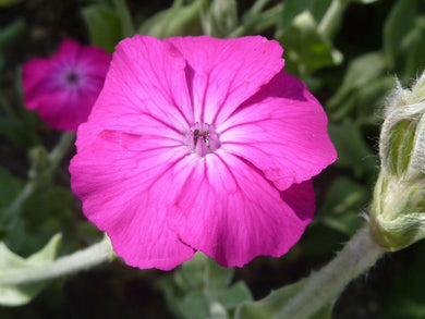 150 Rose Campion - Lychnis Coronaria Seeds - Seed World