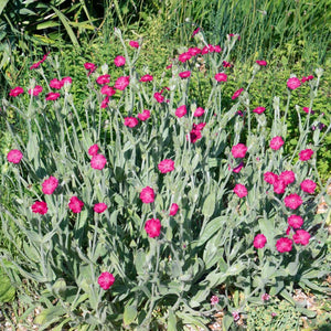 150 Rose Campion - Lychnis Coronaria Seeds - Seed World